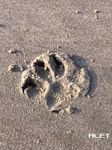 pic for Dogs Footprint in the Sand